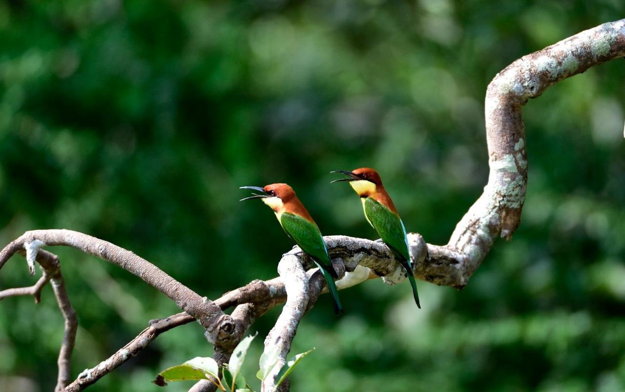 The Backwaters Lodge Wilpattu Luaran gambar