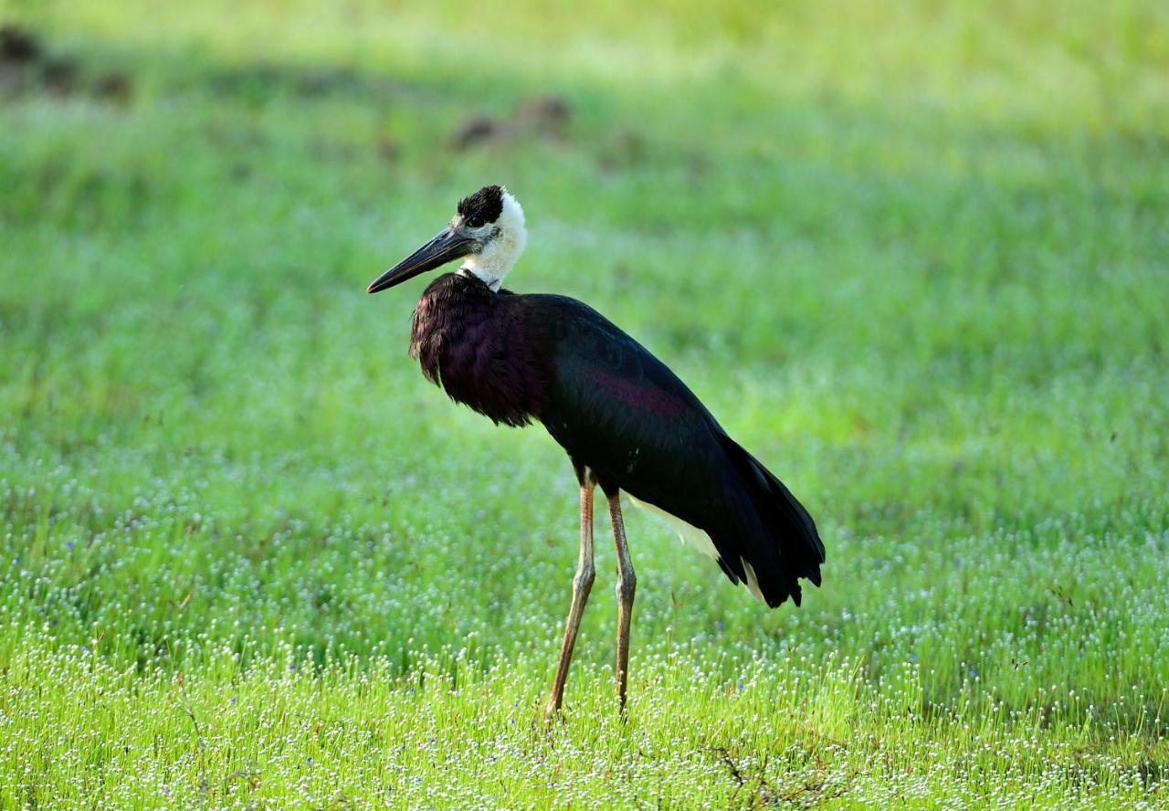 The Backwaters Lodge Wilpattu Luaran gambar