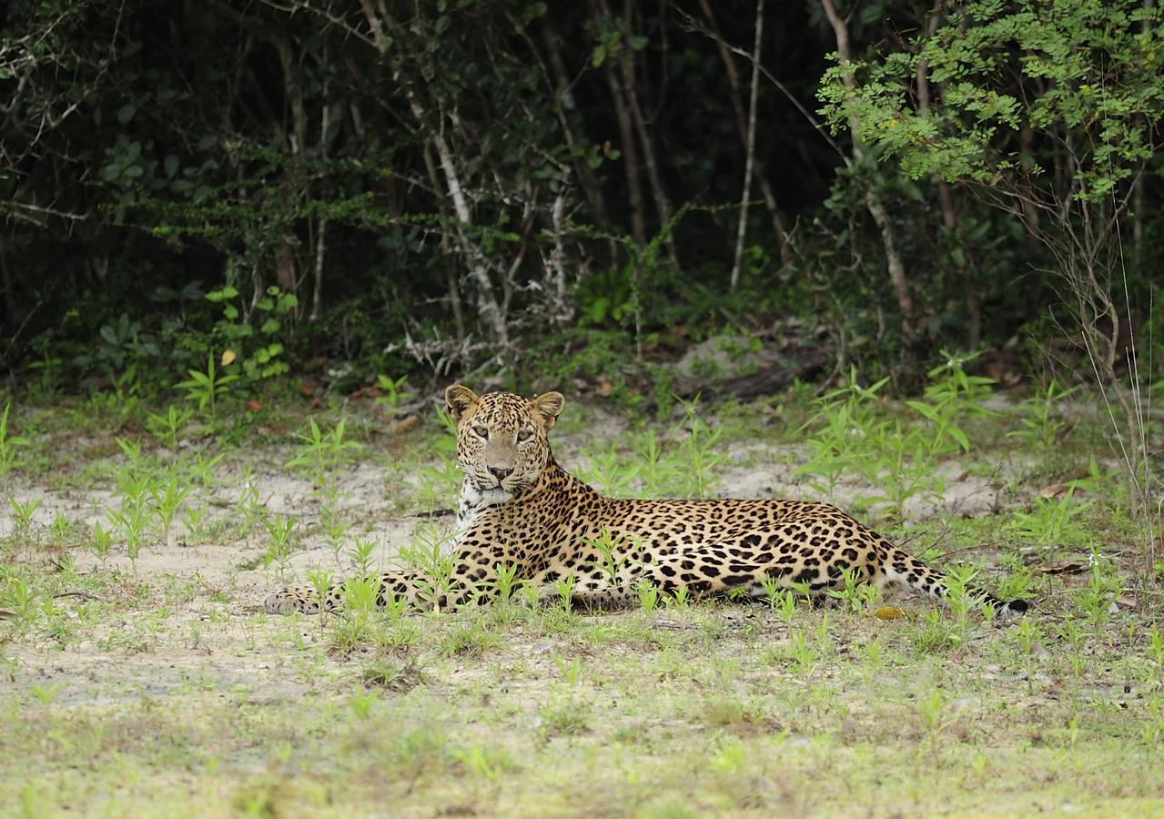 The Backwaters Lodge Wilpattu Luaran gambar